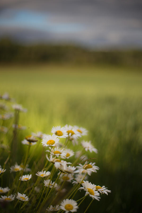 Summer daisies Photograph by Jakub Sisak