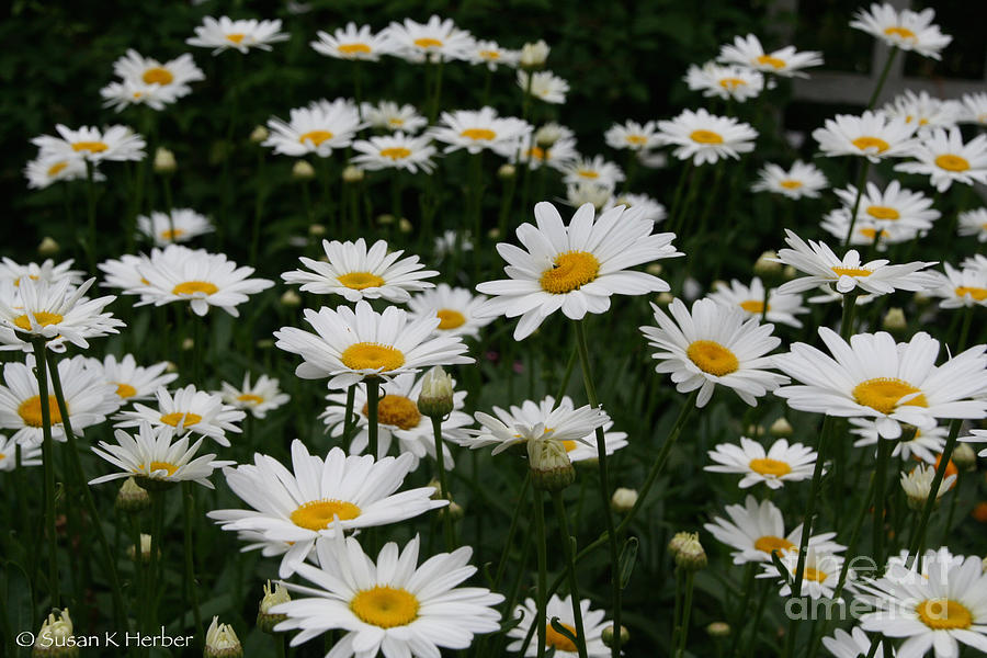 Summer Daisies Photograph by Susan Herber