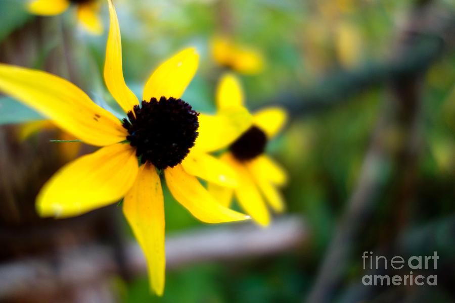 Flower Photograph - Summer Daisy 1 by Jacqueline Athmann