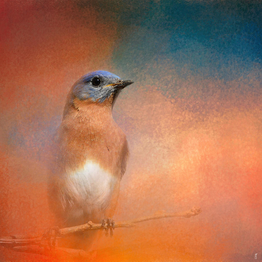 Bird Photograph - Summer Day Bluebird - Wildlife by Jai Johnson