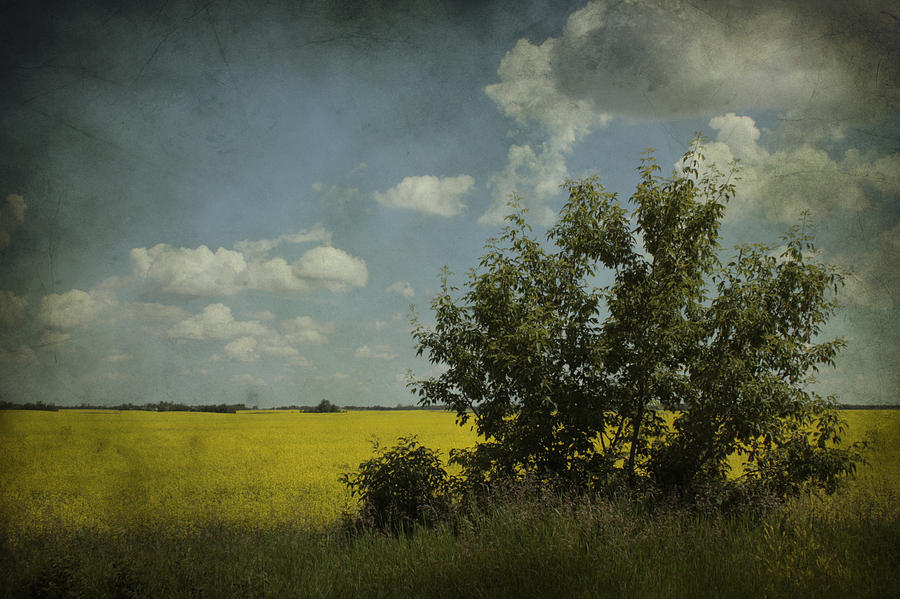 Landscape Photograph - Summer Day by Larysa  Luciw