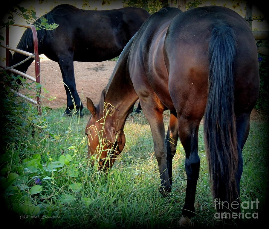 Horse Photograph - Summer Day by Rabiah Seminole