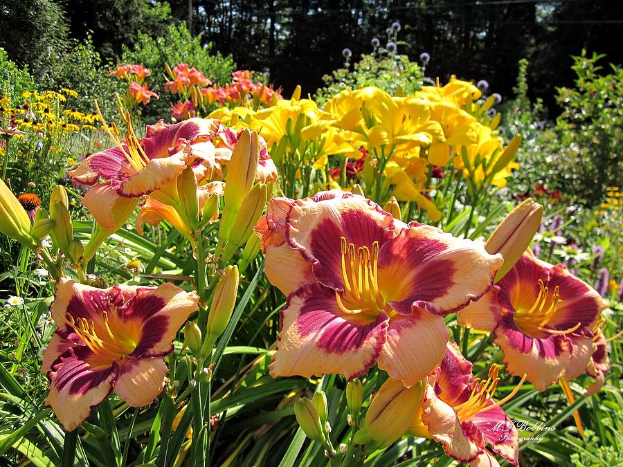 Summer Daylilies Photograph by MTBobbins Photography