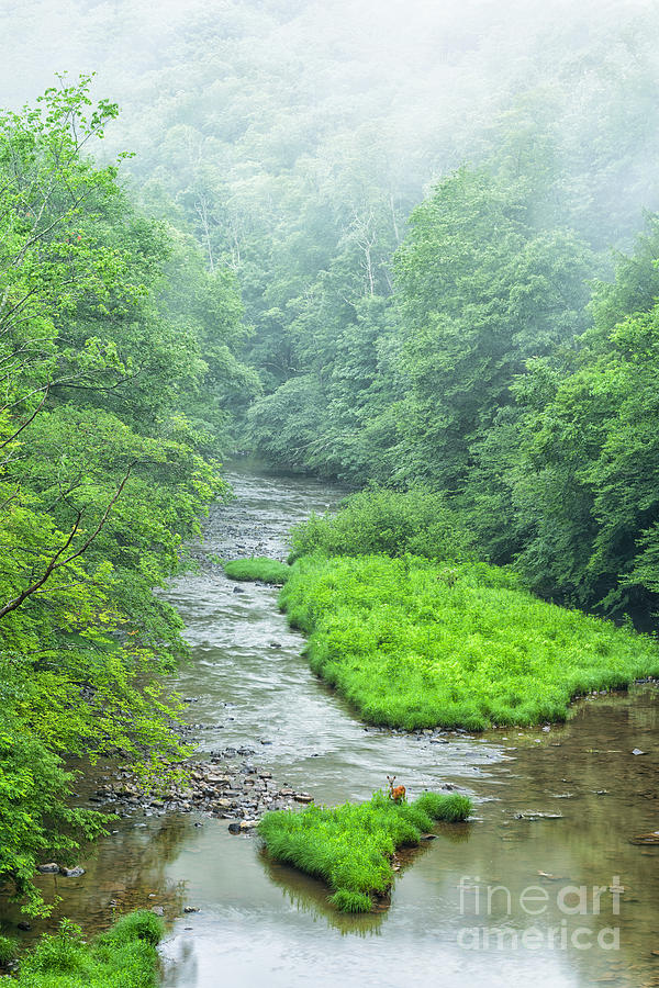 Summer Deer in River Photograph by Thomas R Fletcher