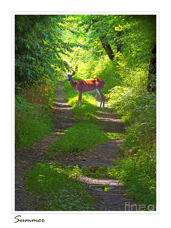 Summer Deer Photograph by Larry Mulvehill