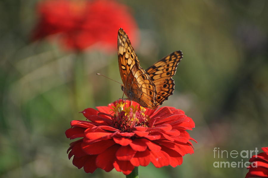 Butterfly Photograph - Summer Delights by Nona Kumah