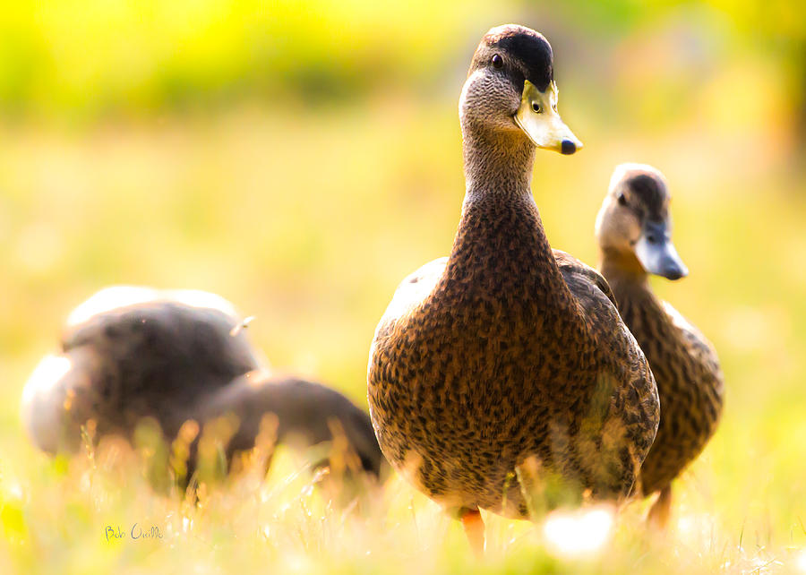 Summer ducks Photograph by Bob Orsillo
