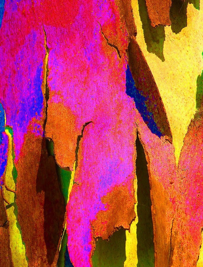 Summer Eucalypt Abstract 8 Photograph by Margaret Saheed