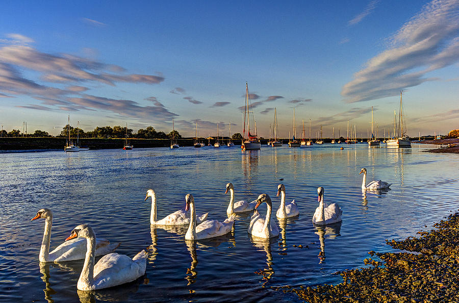 Summer Evening swans Photograph by David Pyatt