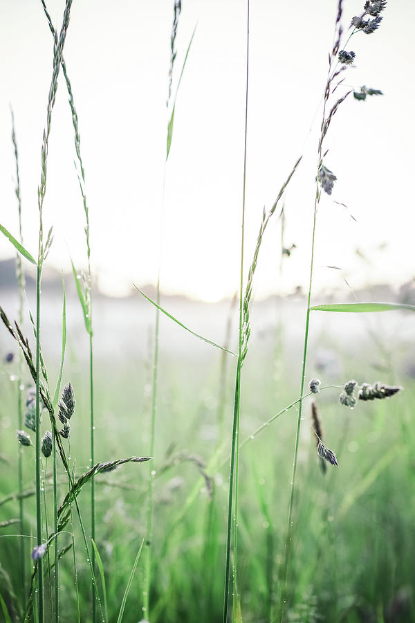 Summer Field Photograph by Lise Ulrich Fine Art Photography