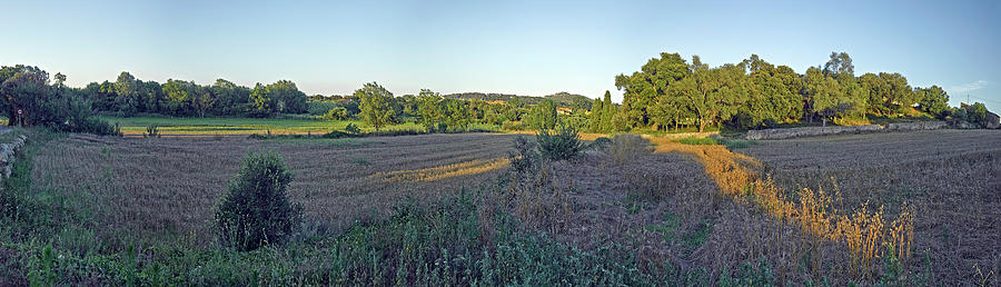 Summer Fields In Municipality Of Pals Photograph by Panoramic Images