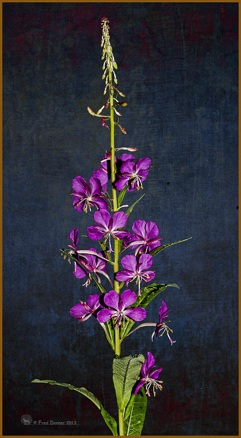 Summer Fireweed Photograph by Fred Denner