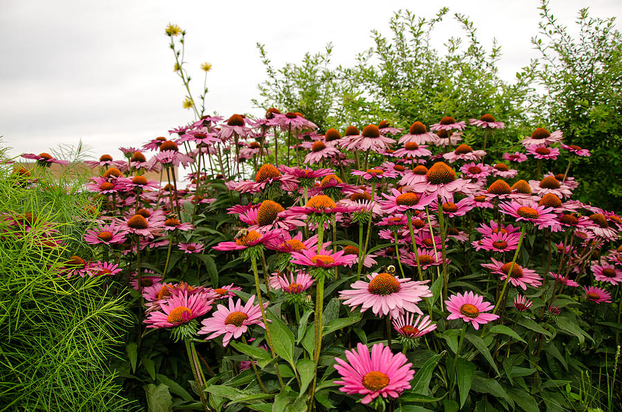 Summer Flora Photograph by Maureen E Ritter