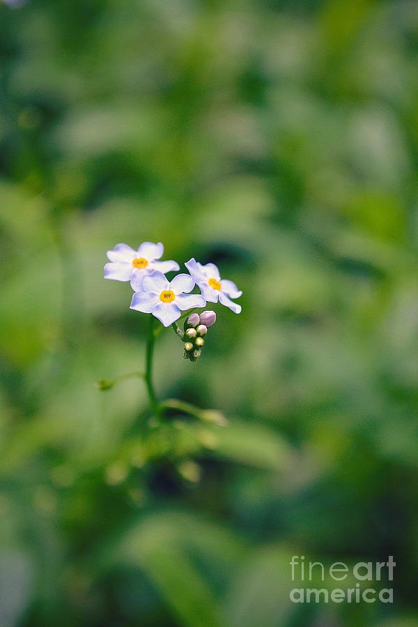 Flower Photograph - Summer Flora by Stephanie  Buckley