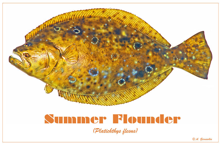 Summer Flounder Photograph by A Macarthur Gurmankin