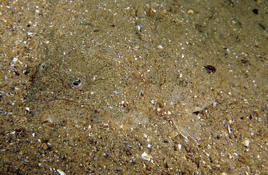 Summer Flounder Photograph by Andrew J. Martinez