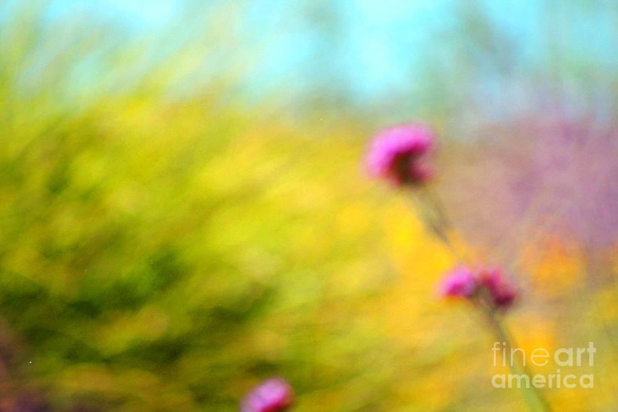 Summer Photograph - Summer Flower Abstract by Karen Adams