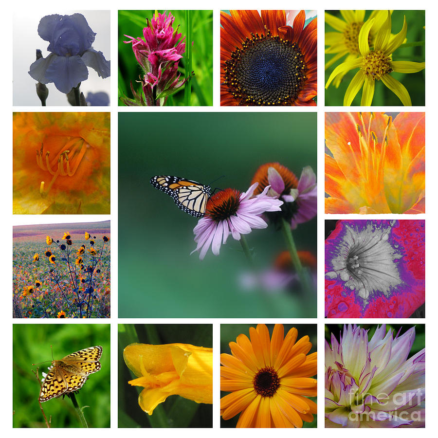 Summer Flower Collage Photograph by Laurie Wilcox
