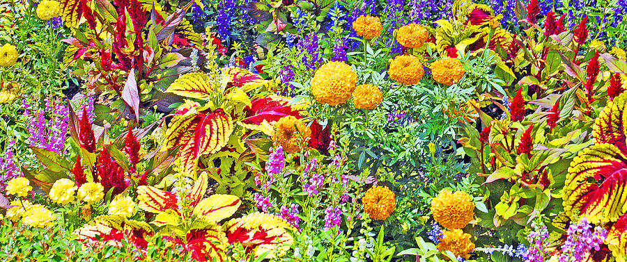 Summer Flower Garden Photograph by A Macarthur Gurmankin