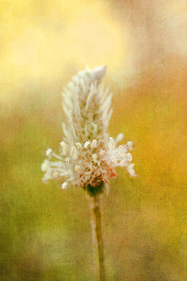 Summer flower Photograph by Marina Kojukhova
