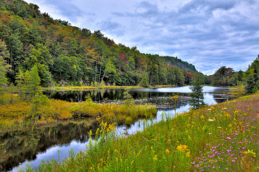 Summer Flowers at Bald Mountain Pond Photograph by David Patterson