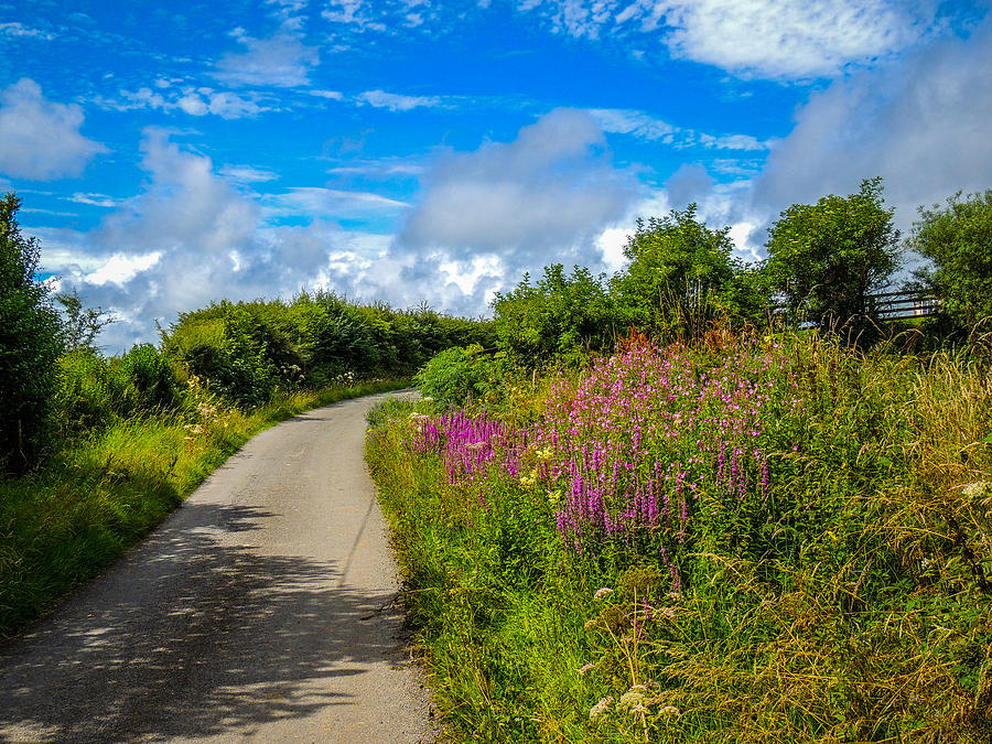 Summer Flowers on Irish Country Road Photograph by James Truett
