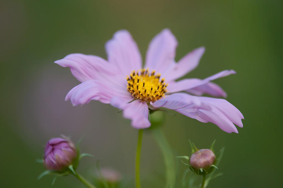 Summer Flowers On Meadow Photograph by Alex Grichenko