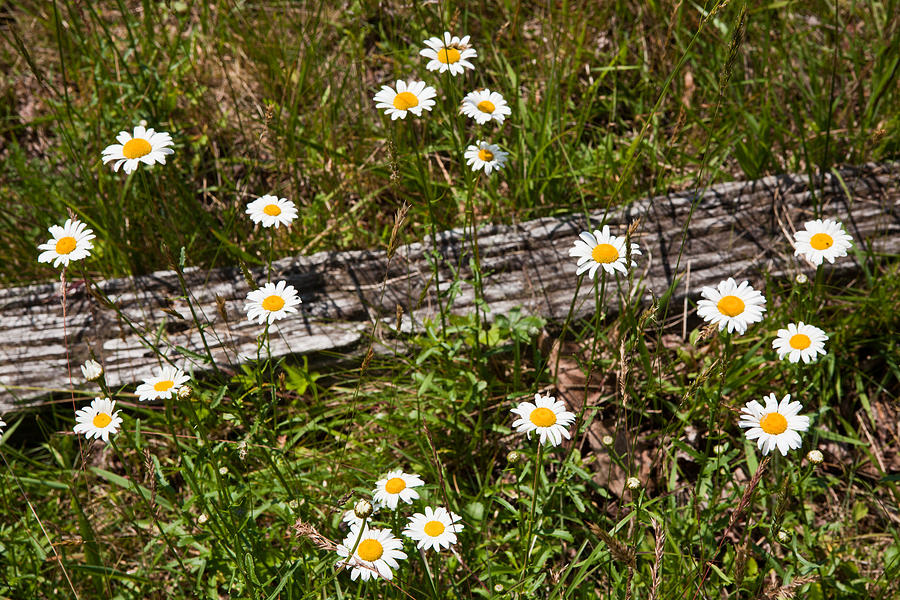 Summer Flowers on the Blue Ridge Parkway 7653 Photograph by Dan Carmichael
