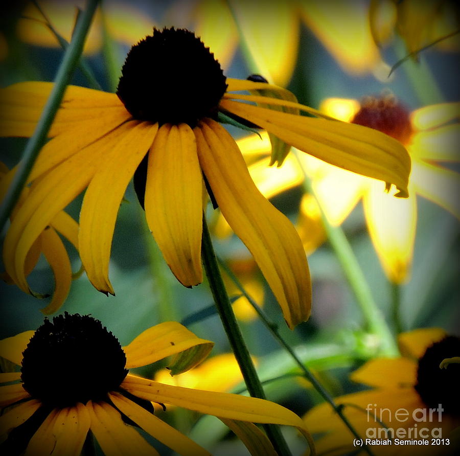 Summer Flowers Photograph by Rabiah Seminole