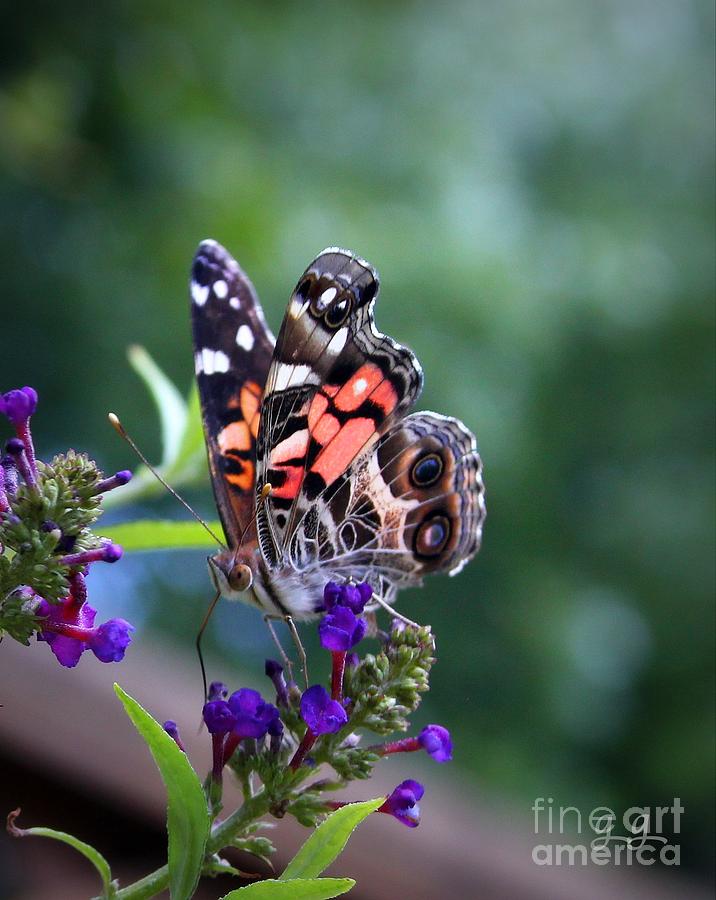 Summer Flutter Photograph by Geri Glavis