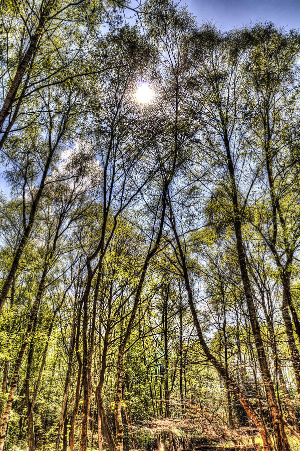 Summer Forest Trees Photograph By David Pyatt