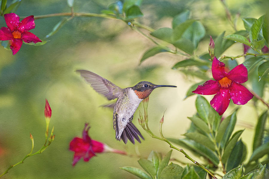 Summer Garden Hummingbird Photograph by Bonnie Barry