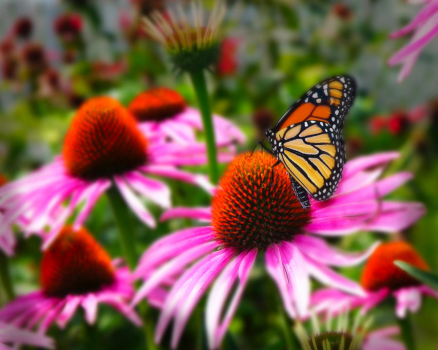 Butterfly Photograph - Summer Garden by Sonia Conforti Butterfly Photograph - Summer Garden by Sonia Conforti
