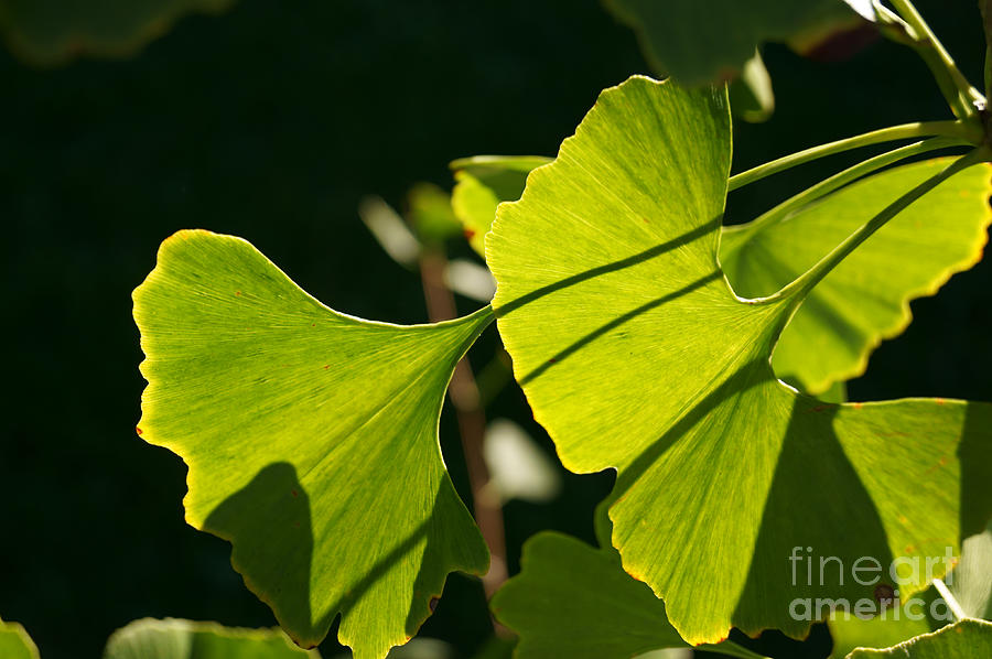 Summer Ginkgo Leaves Photograph by MM Anderson