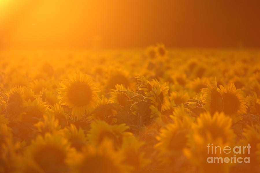 Sunflower Photograph - Summer Glow by Lisa Porier