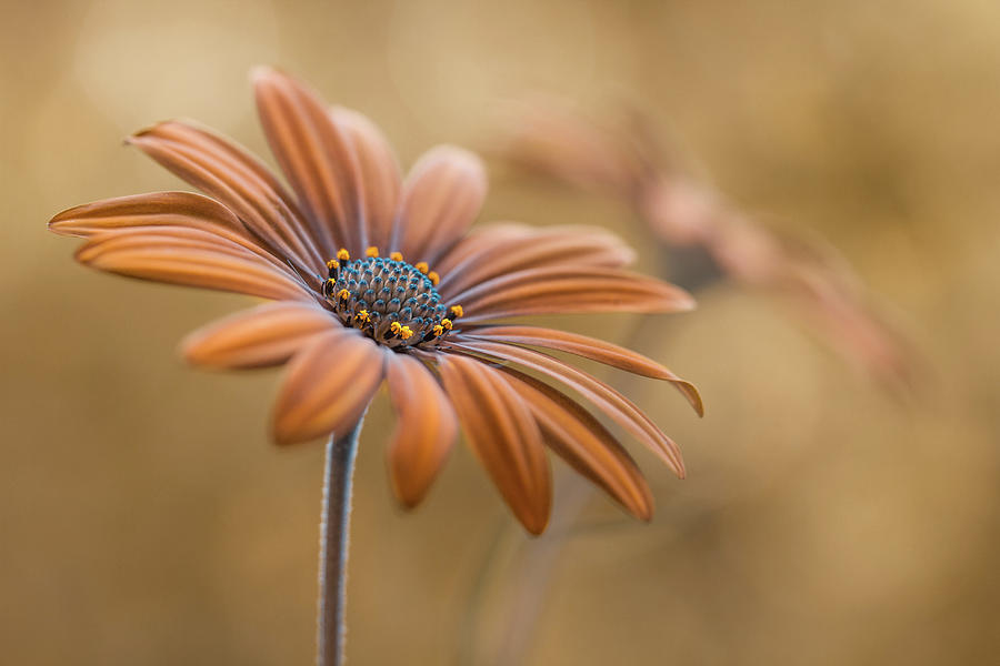 Summer Photograph - Summer Glow by Mandy Disher