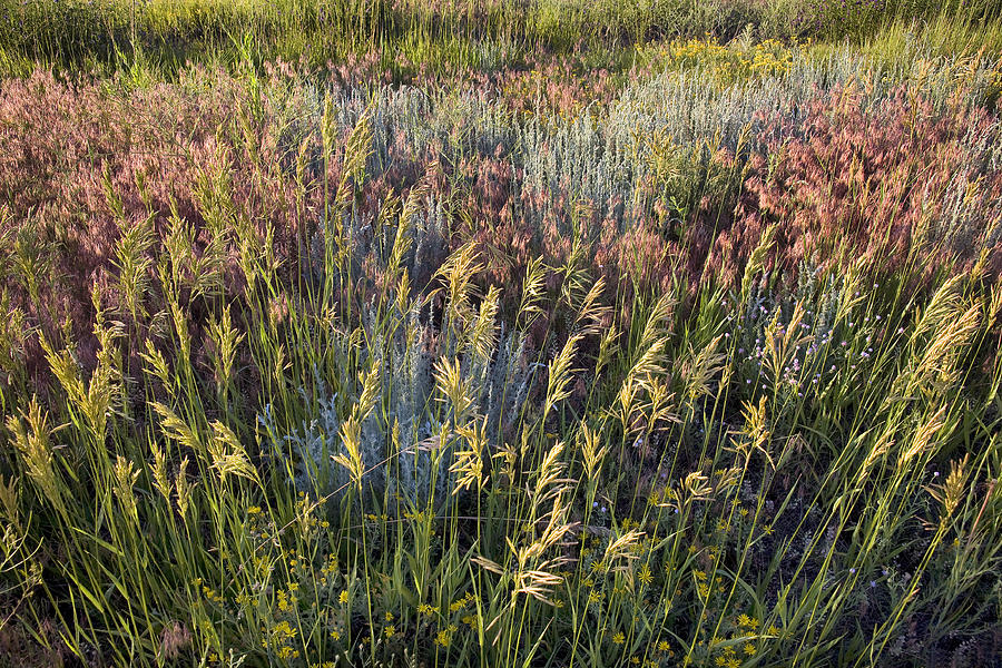 Summer Grasses Photograph by Morris McClung