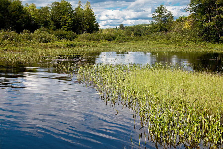 Summer Photograph - Summer Grasses on the Moose River by David Patterson