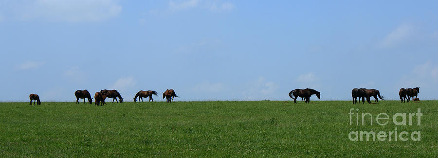 Summer Grazing Long Photograph by Roger Potts