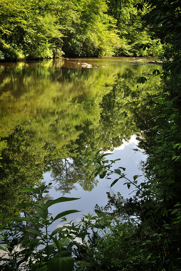Summer Green in a Stream Photograph by George Taylor