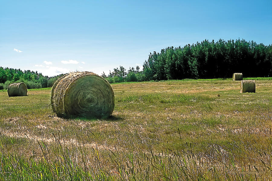 Landscape Painting - Summer Hay by Terry Reynoldson