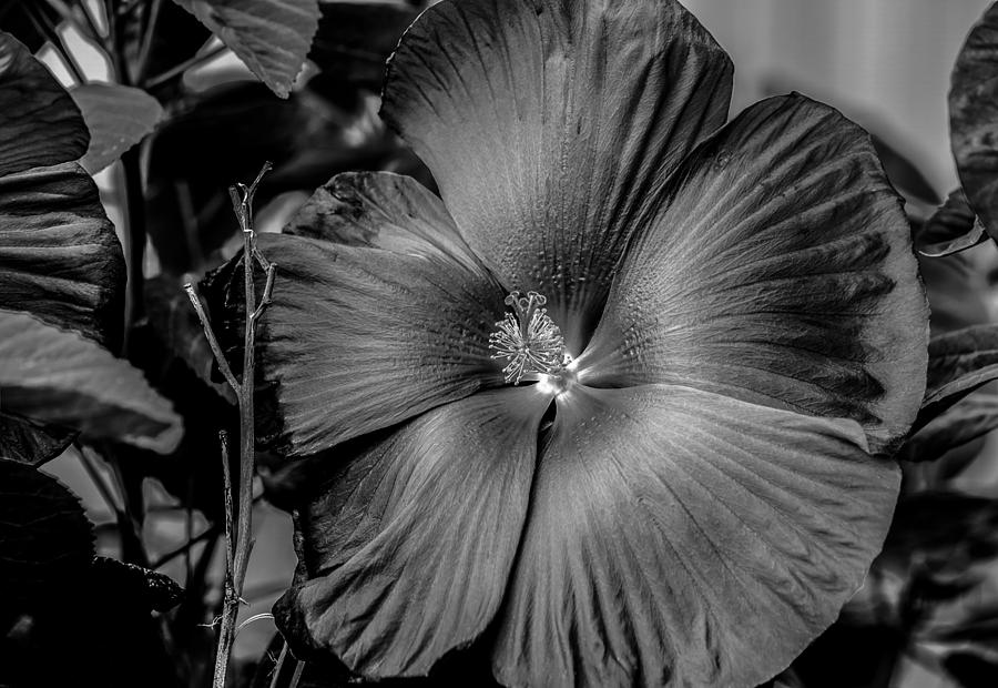 Summer Hibiscus  Photograph by Ray Congrove