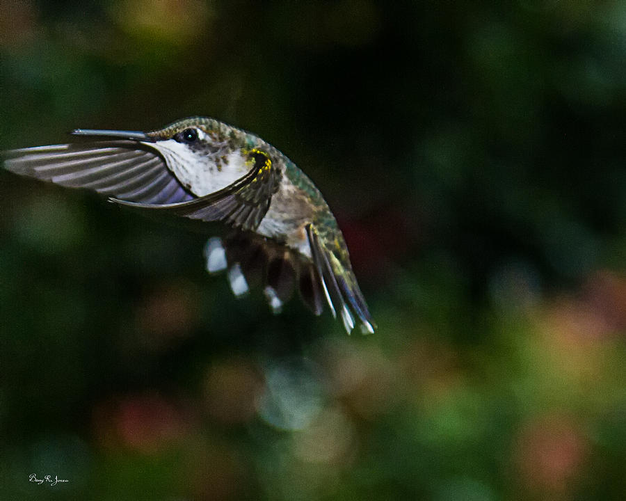 Hummingbird - In Flight - Summer Hummer Photograph by Barry Jones
