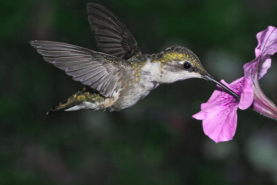 Summer Hummer Photograph by Theo OConnor