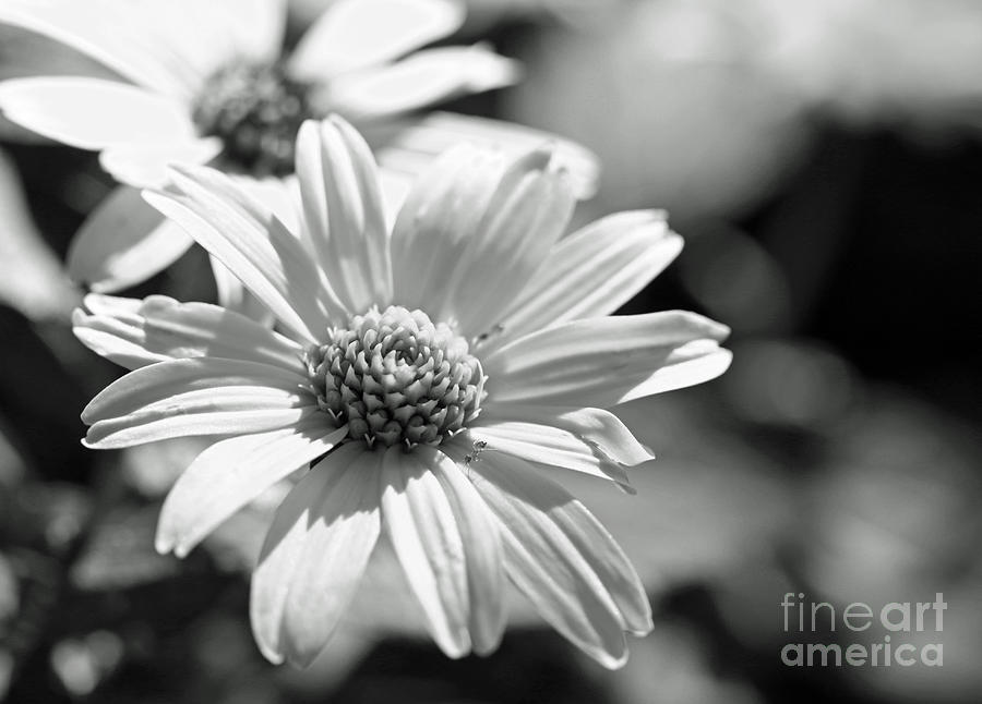 Summer in Black and White Photograph by Mary Haber