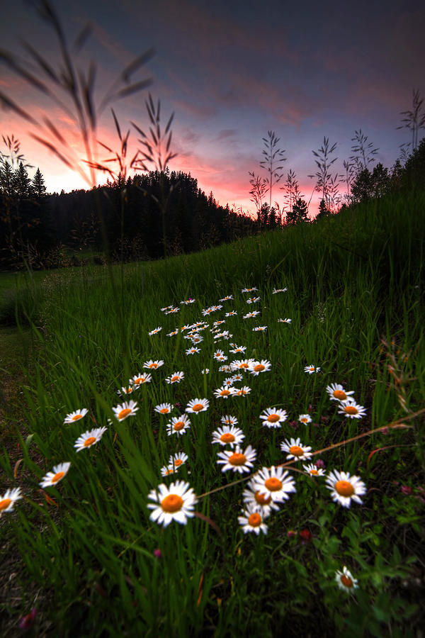 Summer In Spearfish Photograph