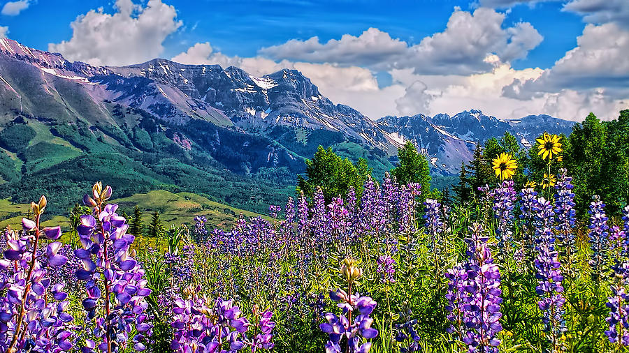 Summer in Telluride Photograph by Rick Wicker