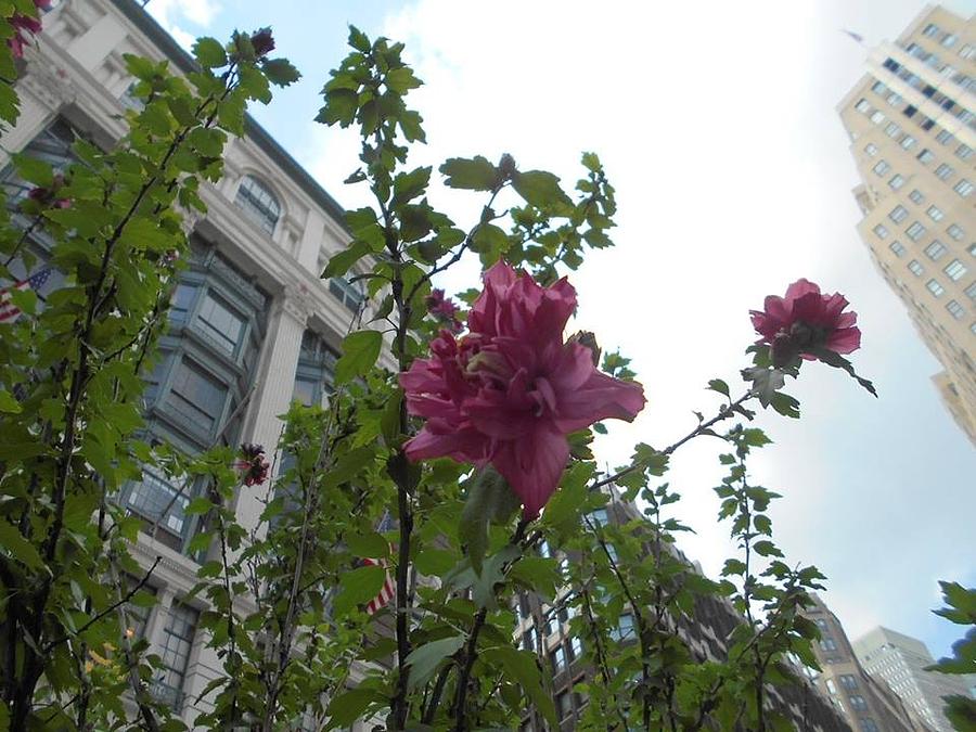 Flower Photograph - Summer in the City by Carolyn Quinn