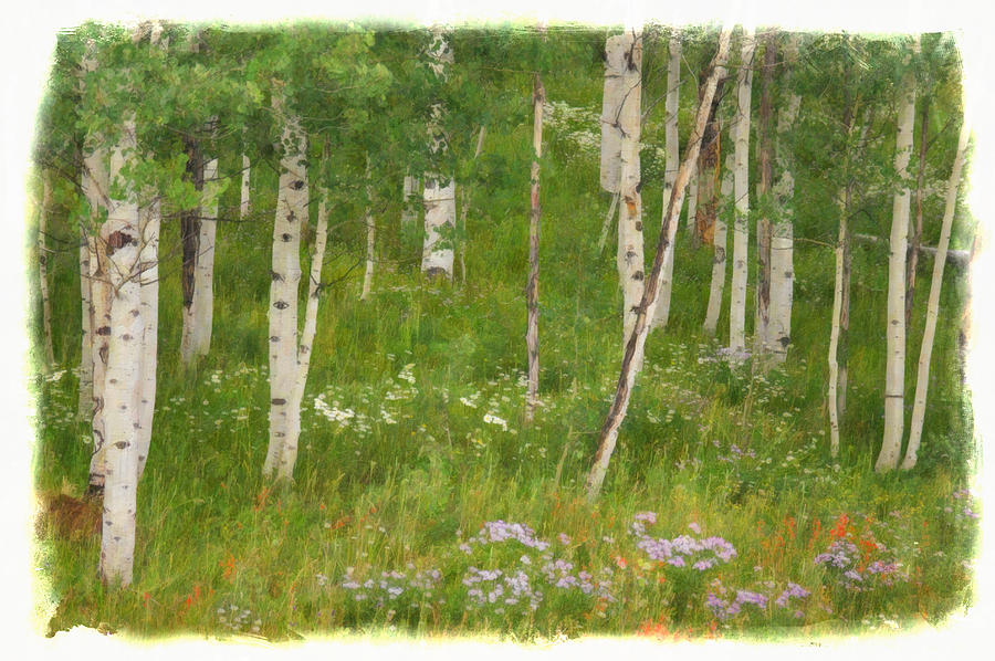 Nature Photograph - Summer in the Colorado Mountains by Priscilla Burgers