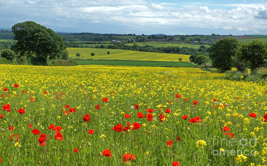 Summer In The Countryside Photograph by David Birchall